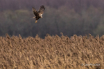 Above the reeds! - Marsh Harrier (Circus aeruginosus)