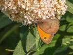 Meadow Brown