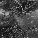 Corkscrew Swamp Sanctuary 2007