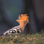 2nd Open  51 Hoopoe displaying