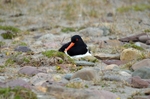 Oystercatcher