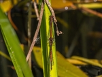 Large Red Damselflies