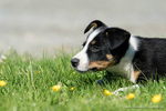 Skye Sheepdog Puppy 6