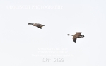 BPP_6199
