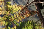 Winter Fern