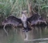 Cormorant