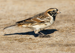 Lapland Bunting 3