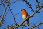 January to February 2014 - Robin