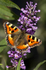 TORTOISE SHELL BUTTERFLY