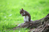 Grey Squirrel  _AN050