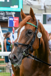 250725-Race 5-Sand Gazelle-0779