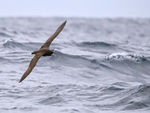 White-chinned Petrel flying low over waves, South Africa