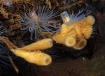 Haliclona urceolus