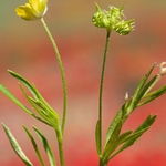 Corn buttercup (Ranunculus arvensis) 