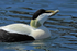 Close-up of Eider (male, breeding plumage) at Ardrossan Marina