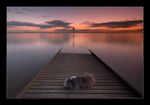 Sleeping Dog