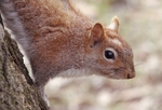 Squirrel in Central Park