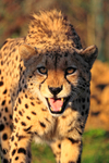 Close-up of Cheetah snarling
