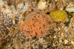 Cirratulus cirratus