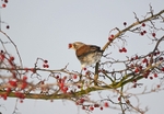 Fieldfare