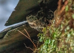 Little Owl
