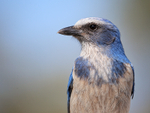 Florida Scrub-Jay portfolio