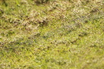 SBM_01687