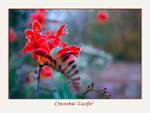 Crocosmia 'Lucifer'