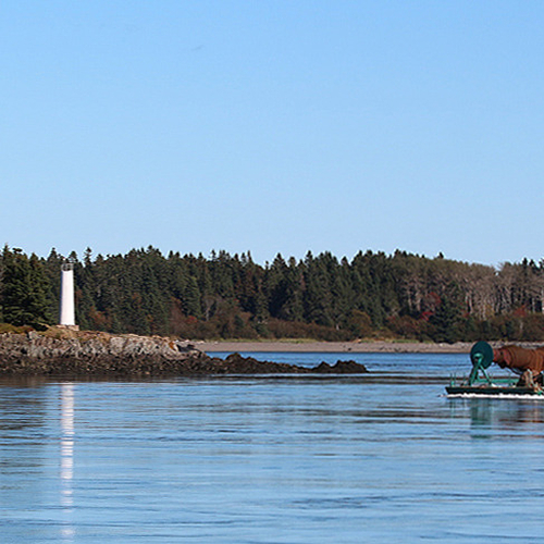 A Salmon farming boat runs through the Old Sow tidal pool region and the Deer Island Light.