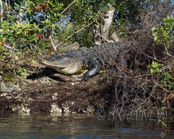 AnimalsCreatures 183