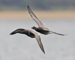 Brent Geese flying in close formation at Arne
