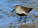 Dunlin (breeding plumage) wading in the water at Farmoor