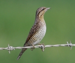 Wryneck