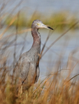Little Blue Heron, Fort De Soto, Florida
