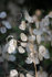 Road side flowers FR _003