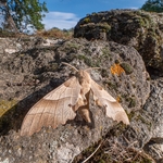 The oak hawk (Marumba quercus 