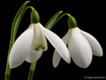 Snowdrop