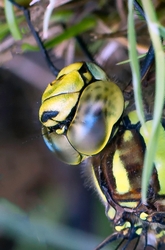 Southern Hawker Dragonfly Head
