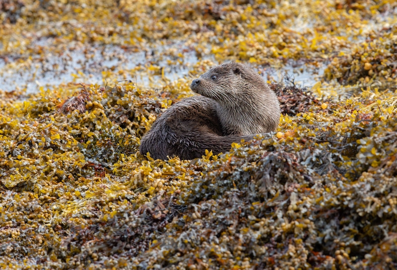 Eurasian Otter - Isle of Mull - Scotland
