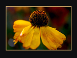 Helenium hybr.