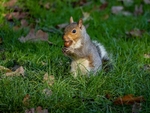 Grey Squirrel