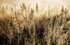 Grass 10