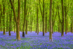 Bluebell Wood