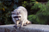 Raccoon - 1297