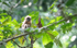 Young mandrill