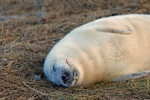 Atlantic Grey Seal