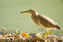 Pond Heron