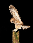 Tawny Owl lands on post at nightime, Otterbourne, Hampshire