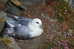 Fulmar