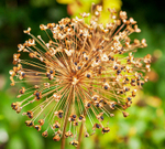 Allium Seedhead